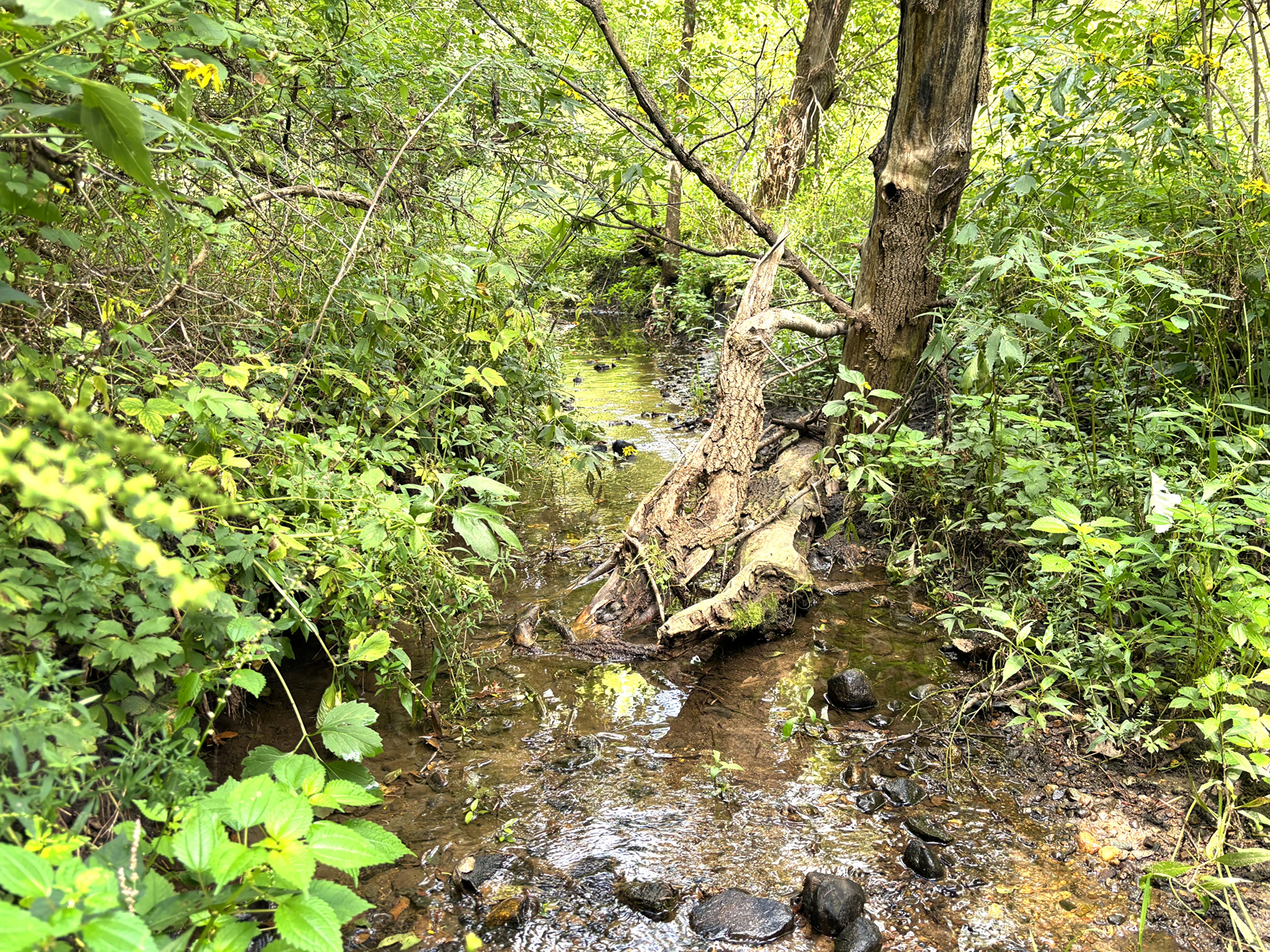 Listing Photo: Buchanan County tillable land for sale